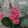 Kalanchoe – 4″ Pot
